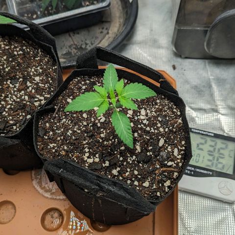 Lemon Cherry Gelato x Black Velvet #1 growlog timeline photo