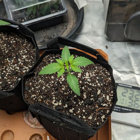 Lemon Cherry Gelato x Black Velvet #1 growlog timeline photo