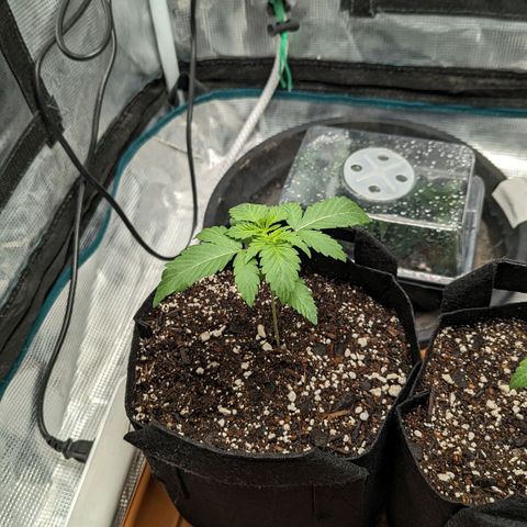 Lemon Cherry Gelato x Black Velvet #1 growlog timeline photo