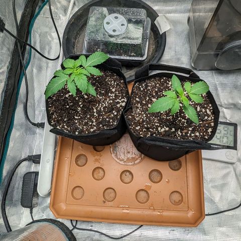 Lemon Cherry Gelato x Black Velvet #1 growlog timeline photo
