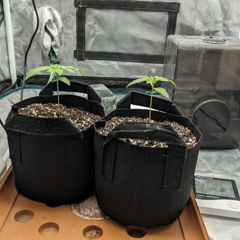 Lemon Cherry Gelato x Black Velvet #1 growlog timeline photo