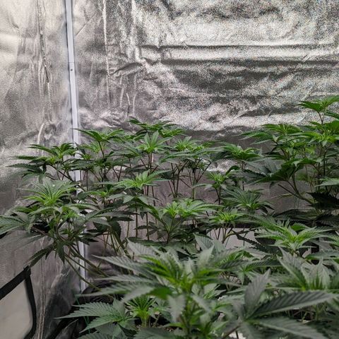 Apple Candies growlog timeline photo