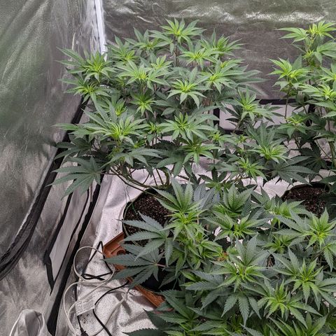 Apple Candies growlog timeline photo