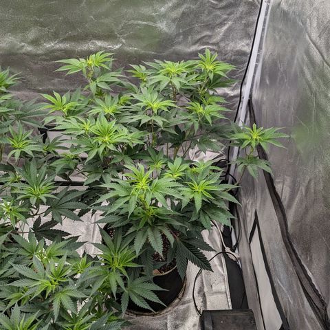 Apple Candies growlog timeline photo