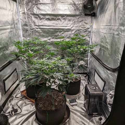 Apple Candies growlog timeline photo