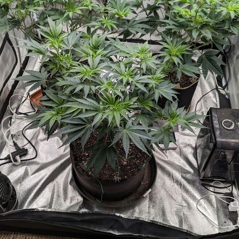 Apple Candies growlog timeline photo