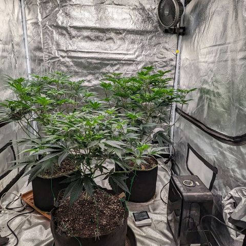 Apple Candies growlog timeline photo