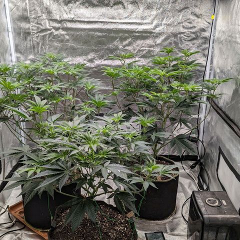Apple Candies growlog timeline photo