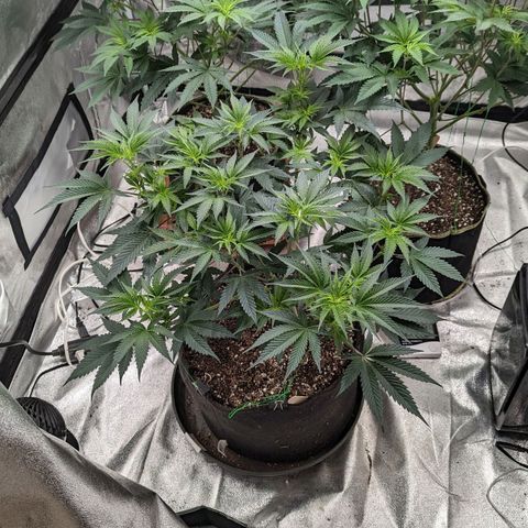 Apple Candies growlog timeline photo