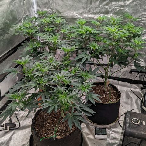 Apple Candies growlog timeline photo