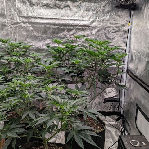 Apple Candies growlog timeline photo