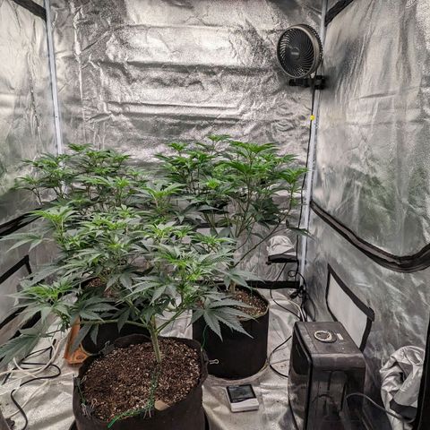 Apple Candies growlog timeline photo