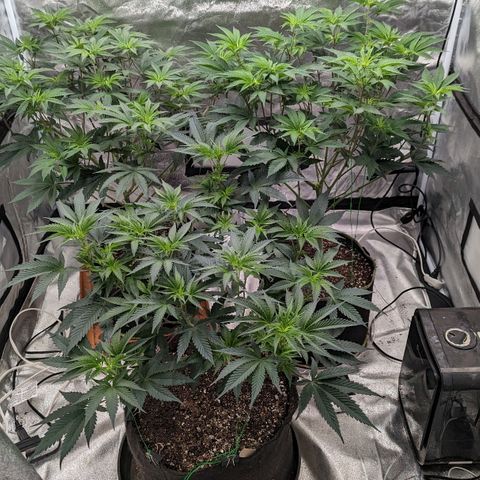 Apple Candies growlog timeline photo