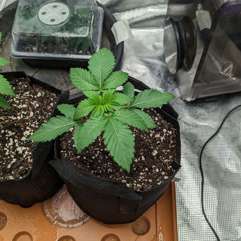 Lemon Cherry Gelato x Black Velvet #1 growlog timeline photo