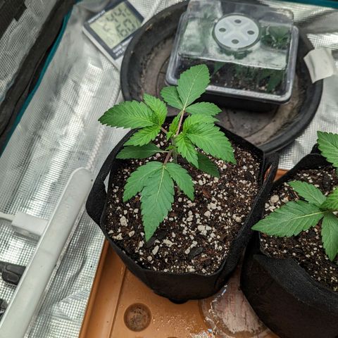 Lemon Cherry Gelato x Black Velvet #1 growlog timeline photo