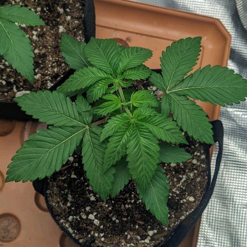 Lemon Cherry Gelato x Black Velvet #1 growlog photo: Very very light water. Will give nutrients tomorrow 