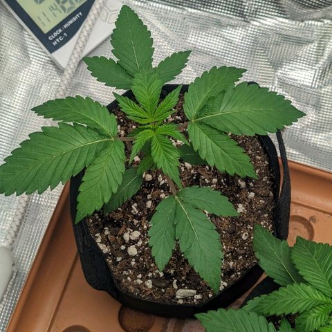 Lemon Cherry Gelato x Black Velvet #1 growlog photo: Very very light water. Will give nutrients tomorrow 