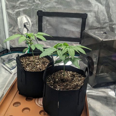Lemon Cherry Gelato x Black Velvet #1 growlog photo: Very very light water. Will give nutrients tomorrow 