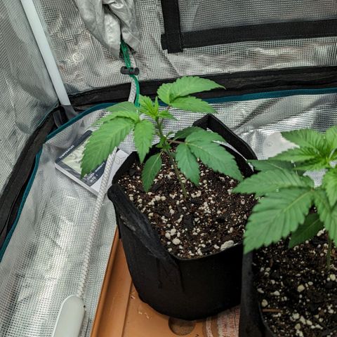Lemon Cherry Gelato x Black Velvet #1 growlog timeline photo