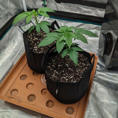 Lemon Cherry Gelato x Black Velvet #1 growlog timeline photo