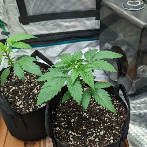 Lemon Cherry Gelato x Black Velvet #1 growlog timeline photo