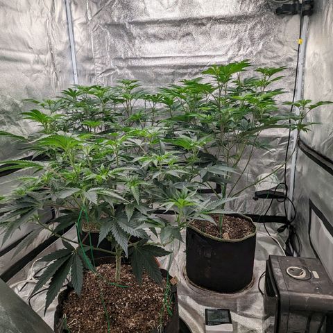 Apple Candies growlog timeline photo