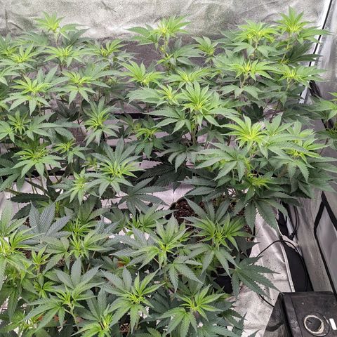 Apple Candies growlog timeline photo