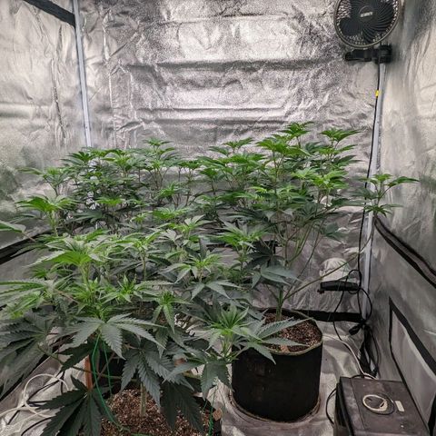 Apple Candies growlog timeline photo