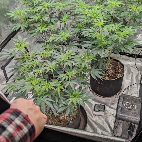 Apple Candies growlog timeline photo