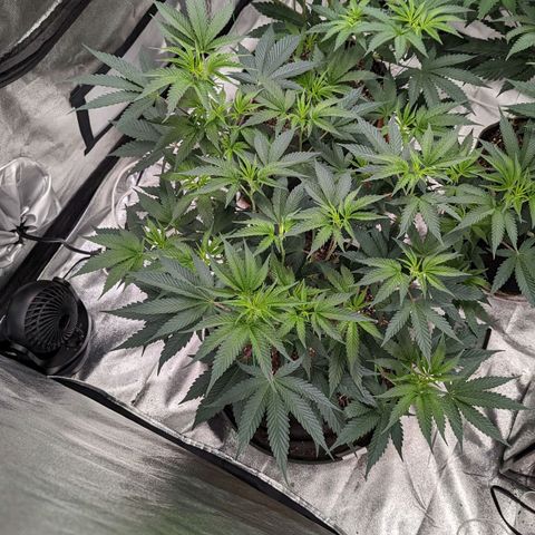 Apple Candies growlog timeline photo