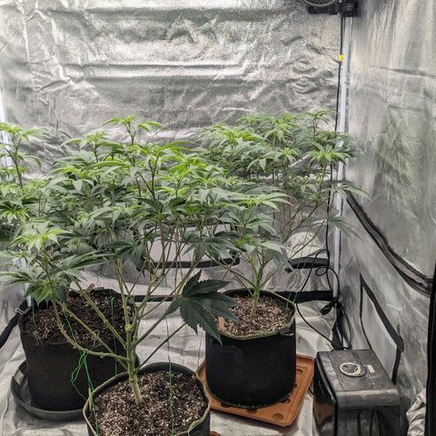 Apple Candies growlog photo: Watered to 15% run off 