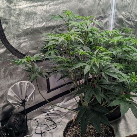 Apple Candies growlog photo: Watered to 15% run off 