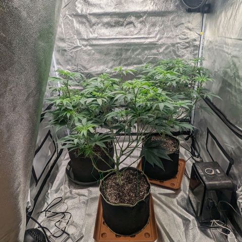 Apple Candies growlog photo: Watered to 15% run off 