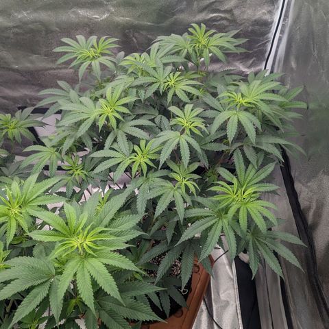 Apple Candies growlog photo: Watered to 15% run off 