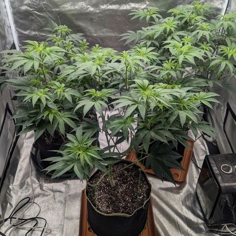 Apple Candies growlog photo: Watered to 15% run off 