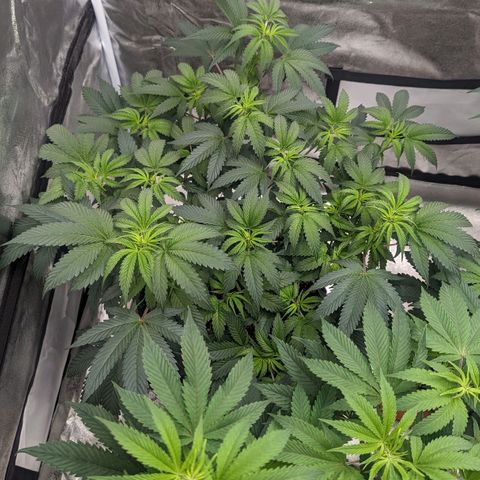 Apple Candies growlog photo: Watered to 15% run off 