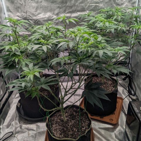 Apple Candies growlog photo: Watered to 15% run off 