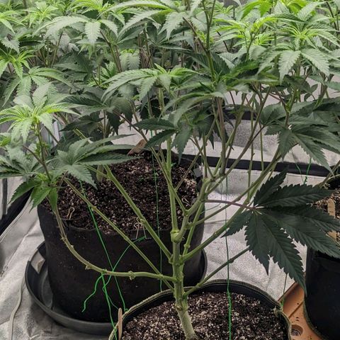 Apple Candies growlog photo: Watered to 15% run off 