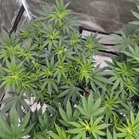 Apple Candies growlog photo: No water, small growth removed