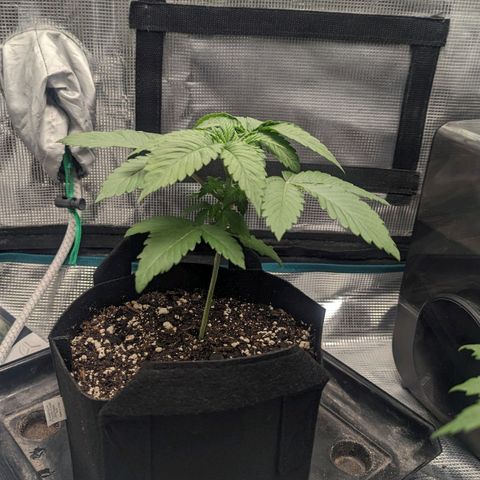 Lemon Cherry Gelato x Black Velvet #1 growlog photo: Hand watered rest of spray bottle