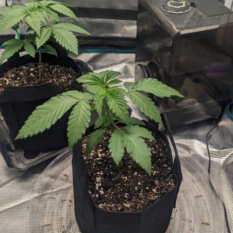 Lemon Cherry Gelato x Black Velvet #1 growlog photo: Hand watered rest of spray bottle