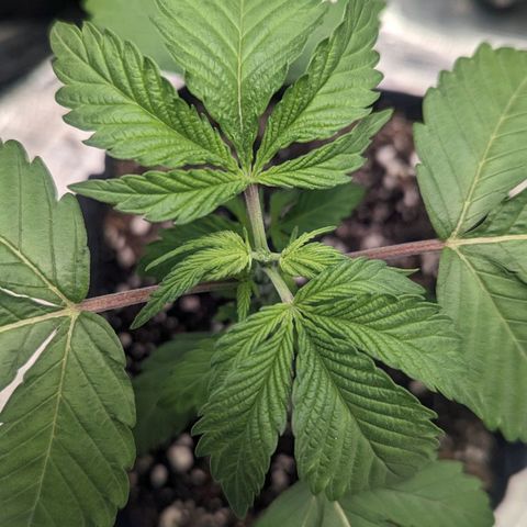 Lemon Cherry Gelato x Black Velvet #1 growlog photo: Hand watered rest of spray bottle