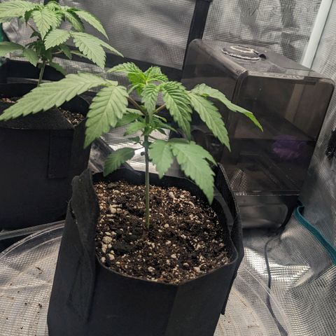 Lemon Cherry Gelato x Black Velvet #1 growlog photo: Hand watered rest of spray bottle
