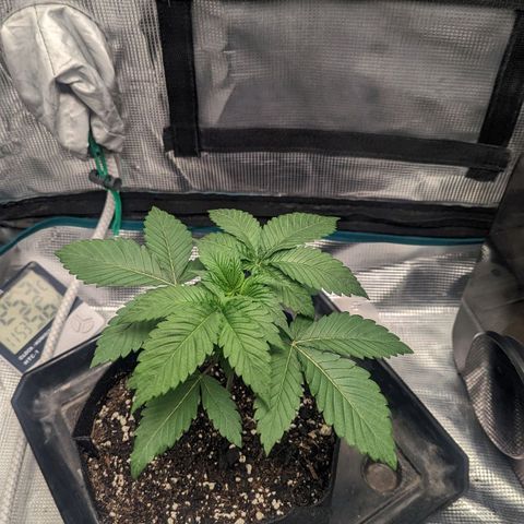 Lemon Cherry Gelato x Black Velvet #1 growlog photo: Hand watered rest of spray bottle