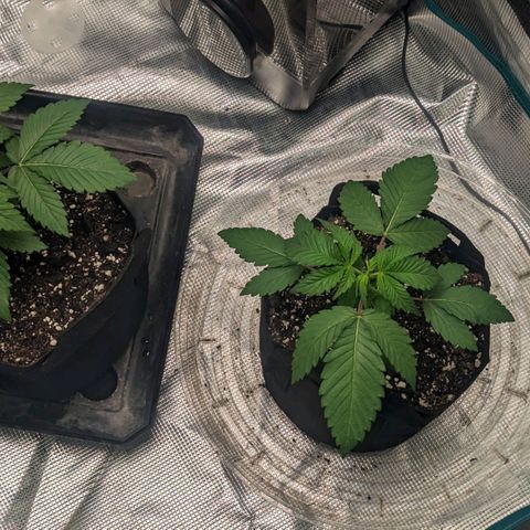 Lemon Cherry Gelato x Black Velvet #1 growlog photo: Hand watered rest of spray bottle