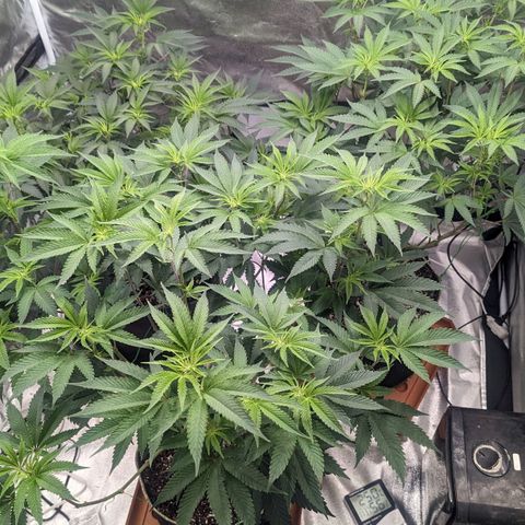 Apple Candies growlog photo: No water, small growth removed