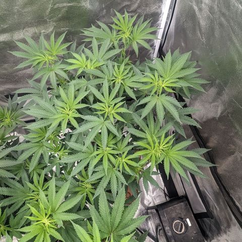 Apple Candies growlog photo: No water, small growth removed