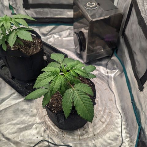 Lemon Cherry Gelato x Black Velvet #1 growlog timeline photo