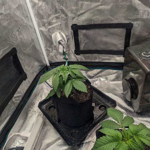 Lemon Cherry Gelato x Black Velvet #1 growlog timeline photo