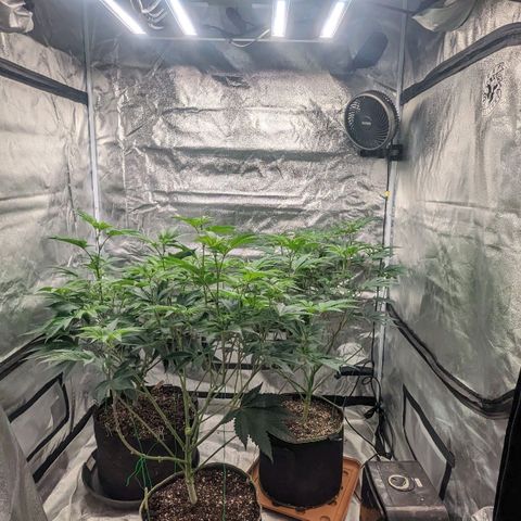 Apple Candies growlog photo: No water, small growth removed